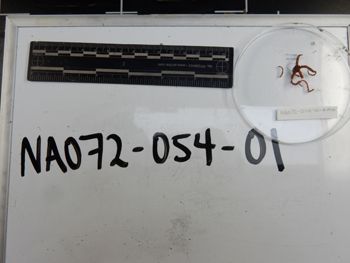 Media type: image; Invertebrate Zoology 139225